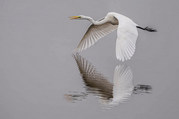 Stephen Nobbs - A Low Flying Great Egret